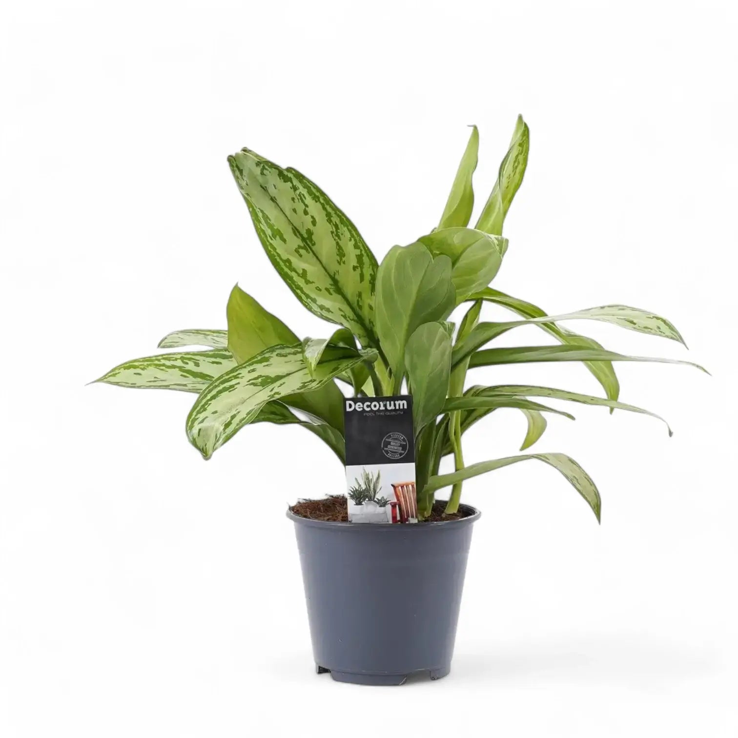 Aglaonema 'Silver Queen' potted plant in nursery pot on white background.
