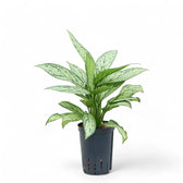 Aglaonema 'Silver Queen' potted plant in nursery pot on white background.