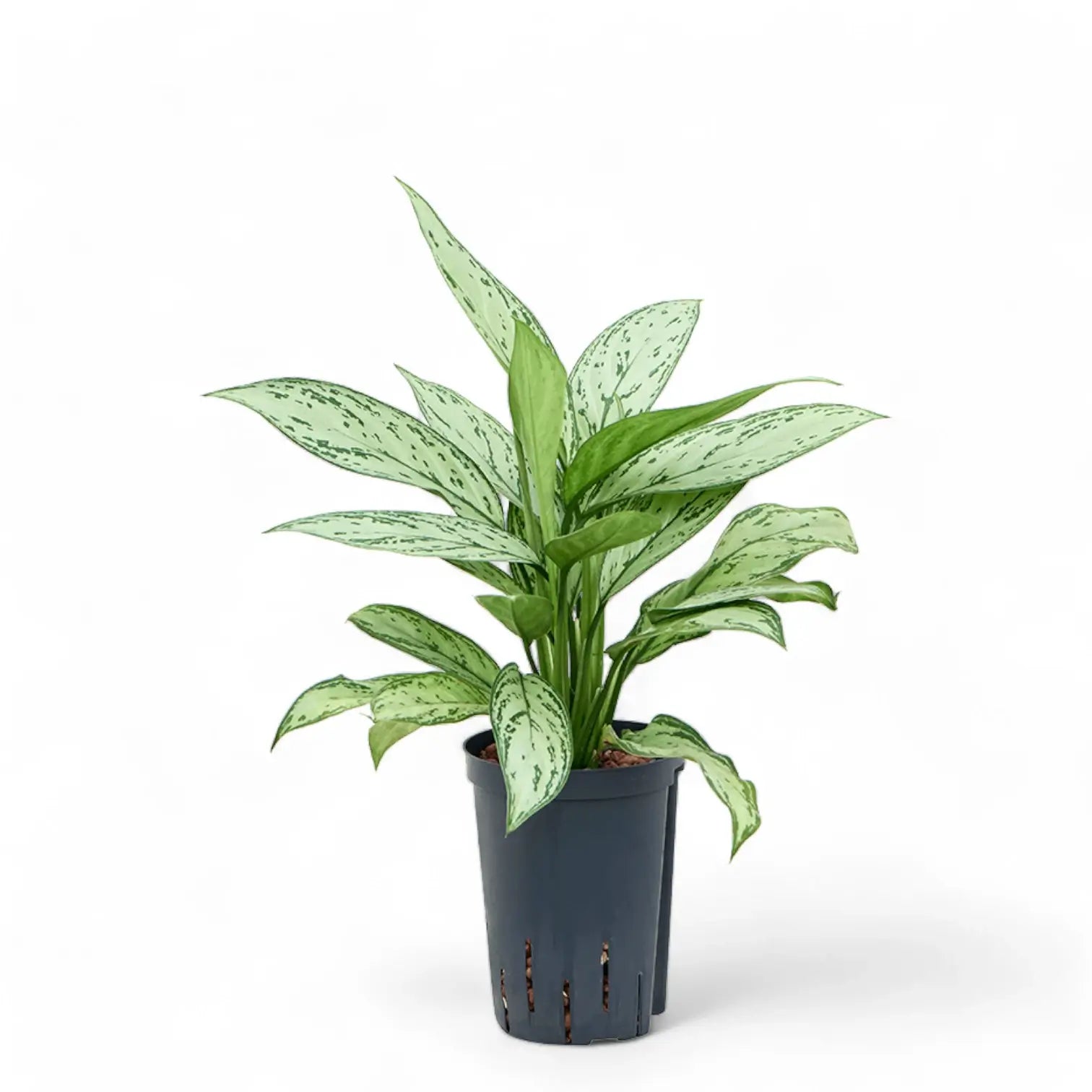 Aglaonema 'Silver Queen' potted plant in nursery pot on white background.