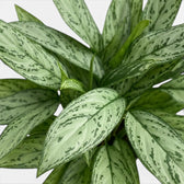 Close-up of Aglaonema 'Silver Queen' leaves.