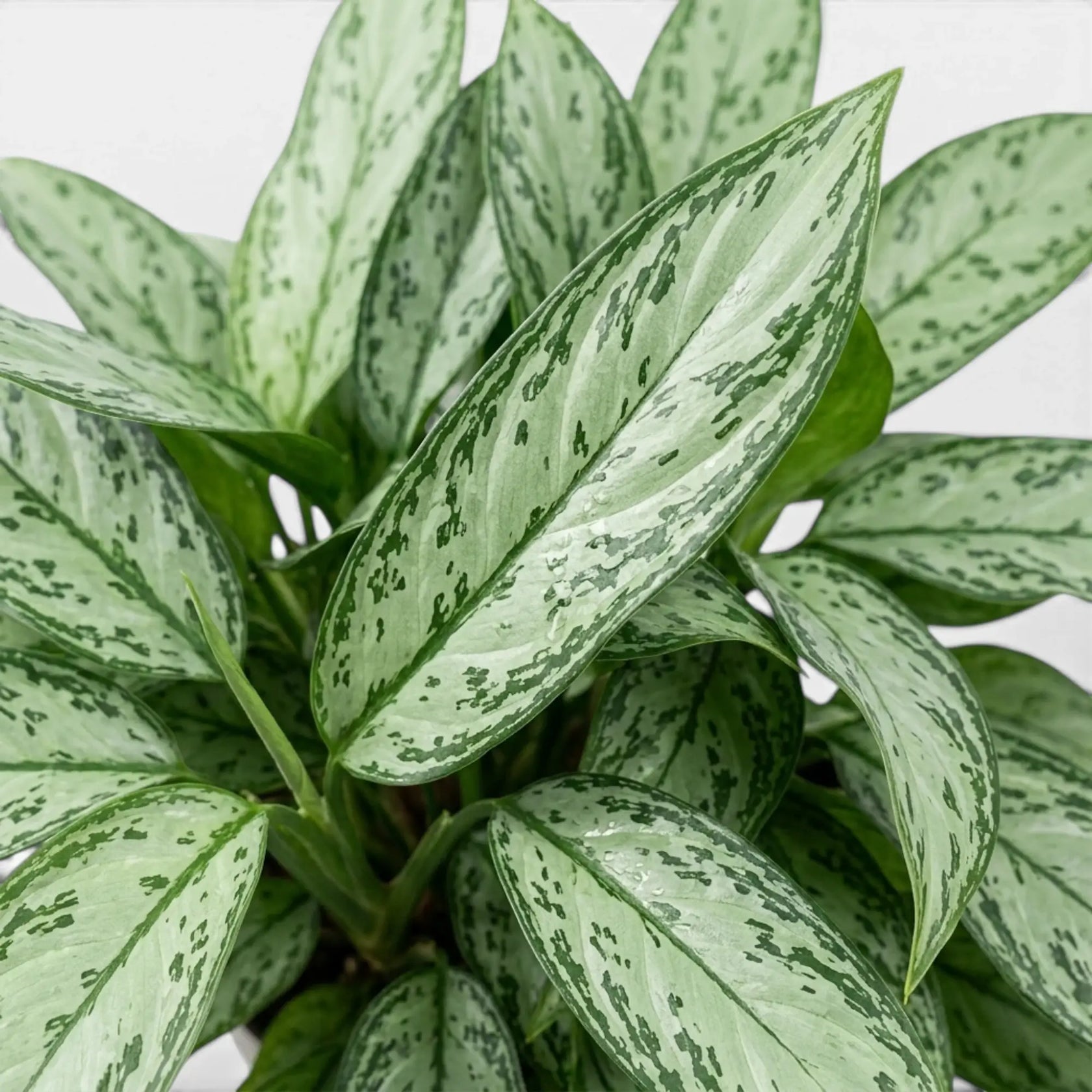 Close-up of Aglaonema 'Silver Queen' leaves.