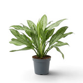 Aglaonema 'Silver Queen' plant in a nursery pot.