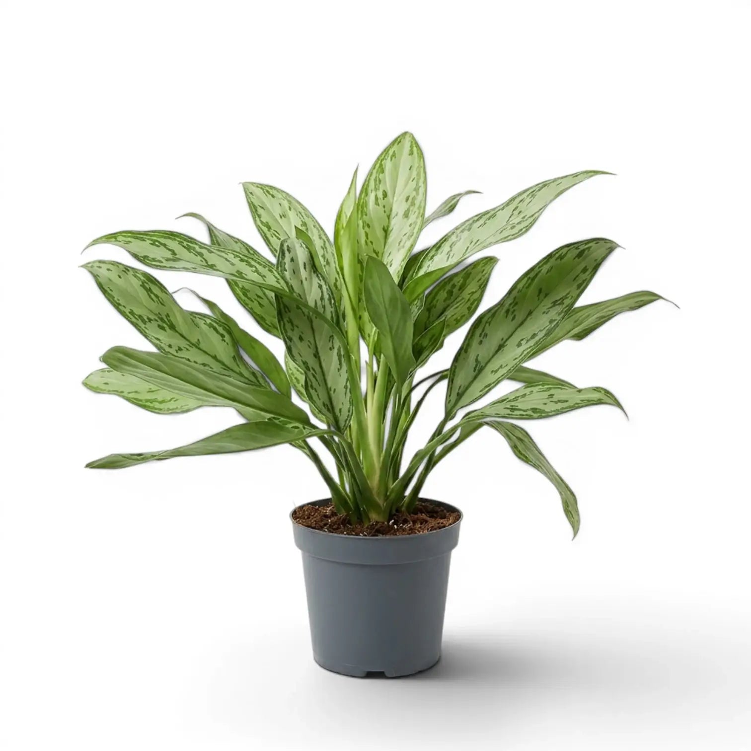 Aglaonema 'Silver Queen' plant in a nursery pot.