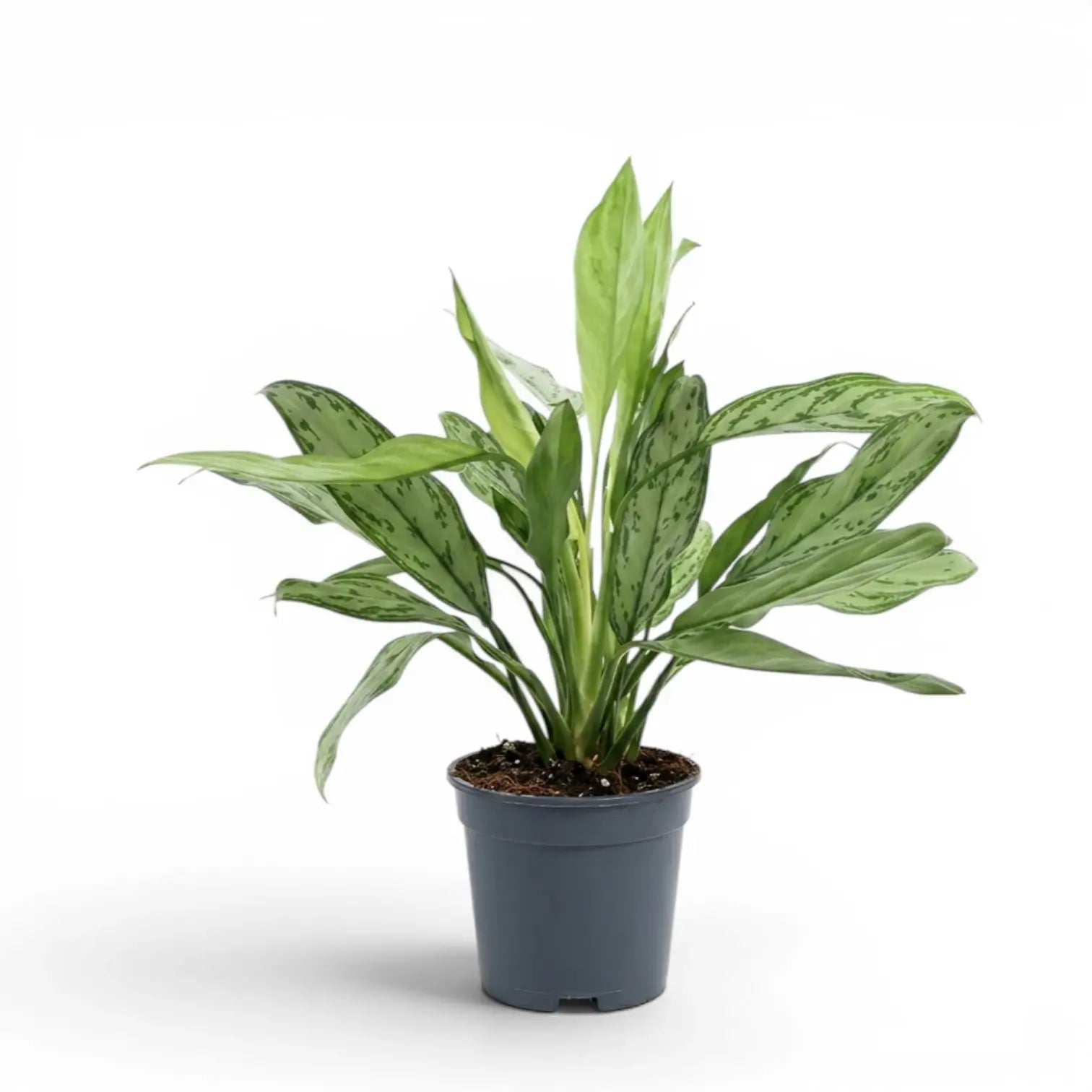 Aglaonema 'Silver Queen' plant in a nursery pot.