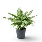 Aglaonema 'Silver Queen' plant in a nursery pot.