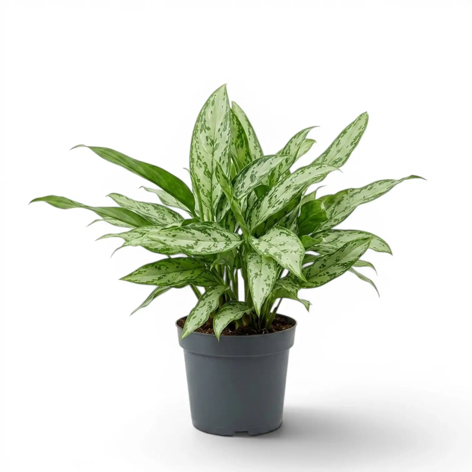 Aglaonema 'Silver Queen' plant in a nursery pot.