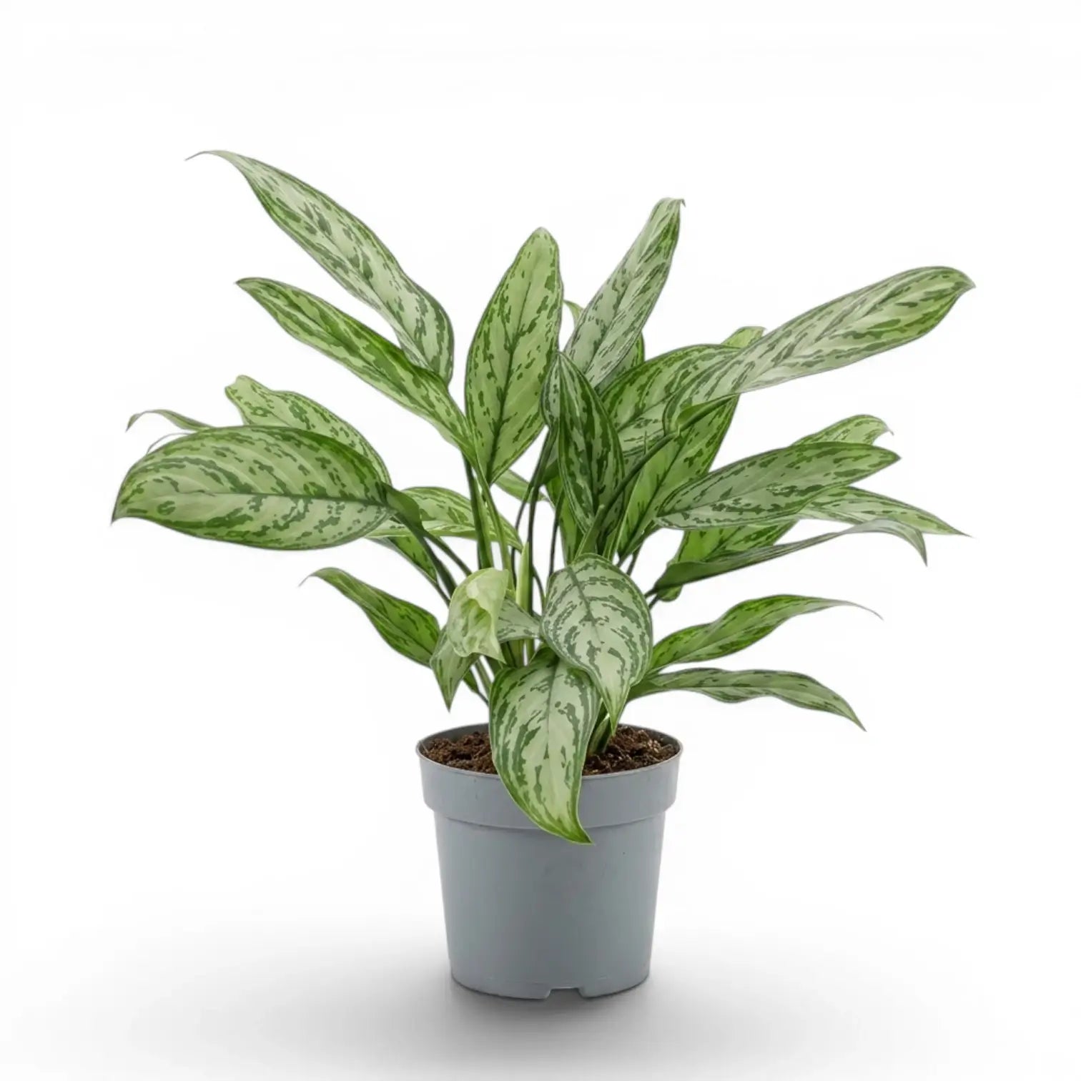 Aglaonema 'Silver Queen' plant in a nursery pot.