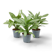 Aglaonema 'Silver Queen' plant in a nursery pot.