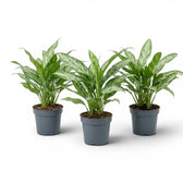 Aglaonema 'Silver Queen' plant in a nursery pot.