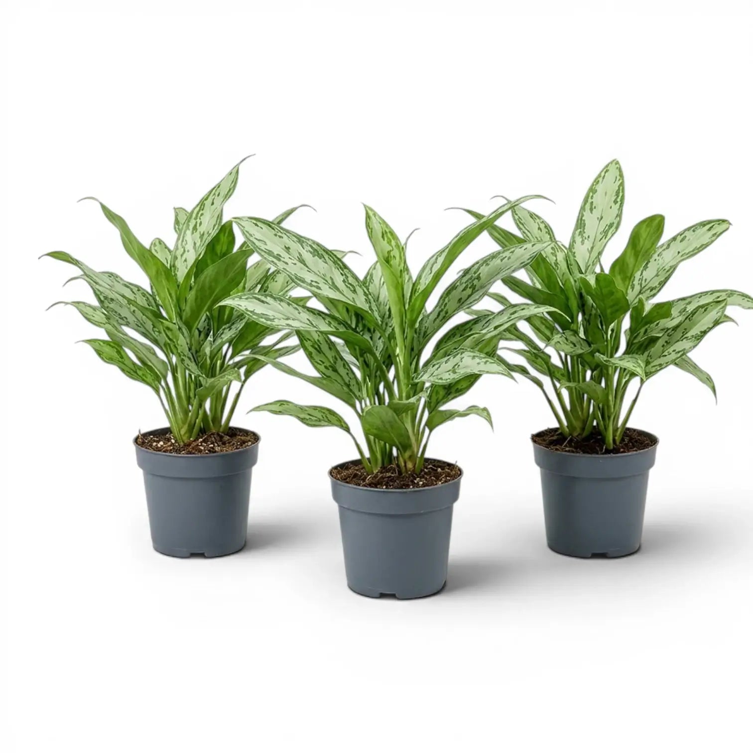 Aglaonema 'Silver Queen' plant in a nursery pot.