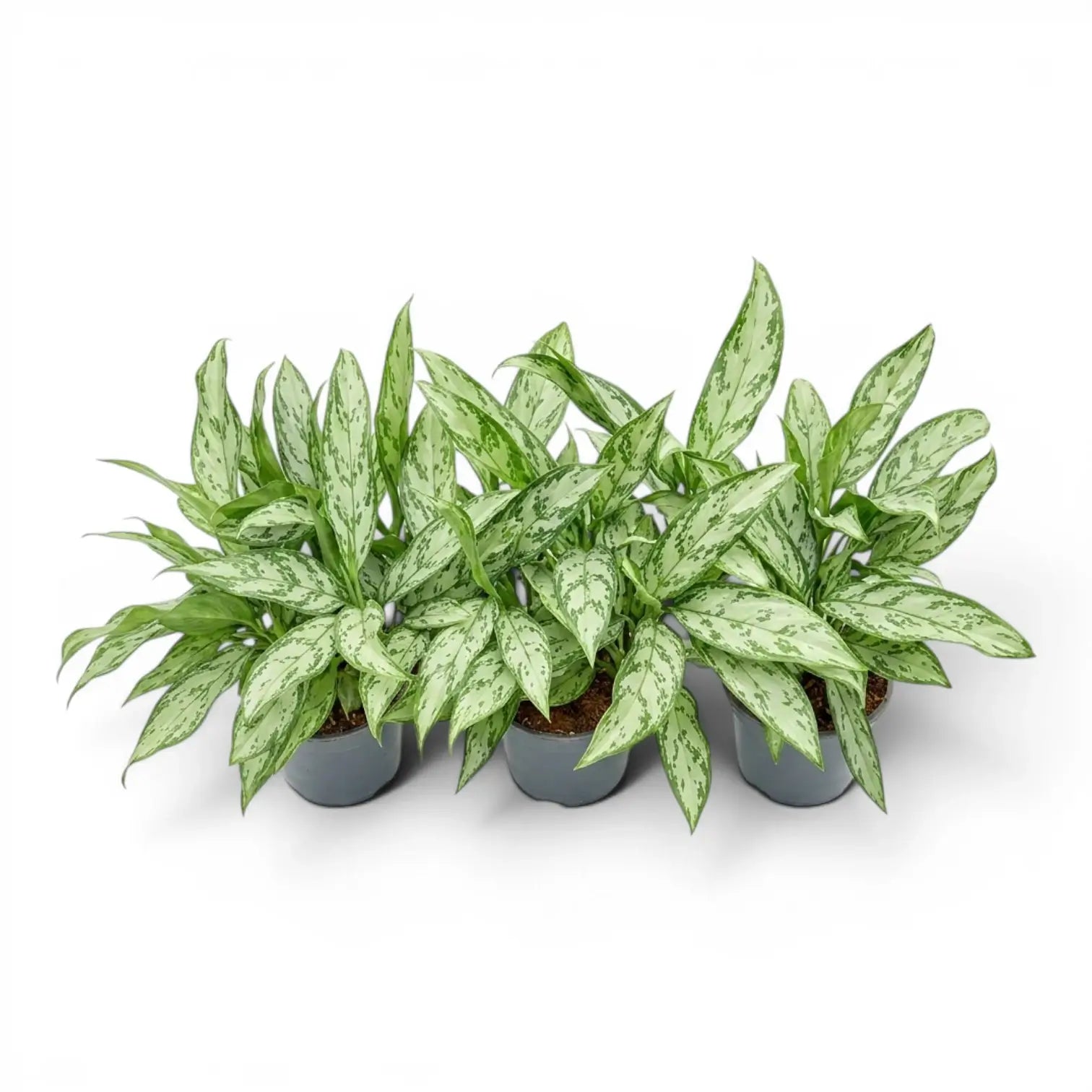 Aglaonema 'Silver Queen' plant in a nursery pot.