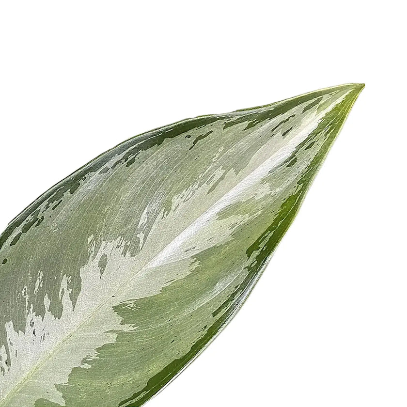 Aglaonema 'Silverado' – Blattdetail vor weißem Hintergrund..