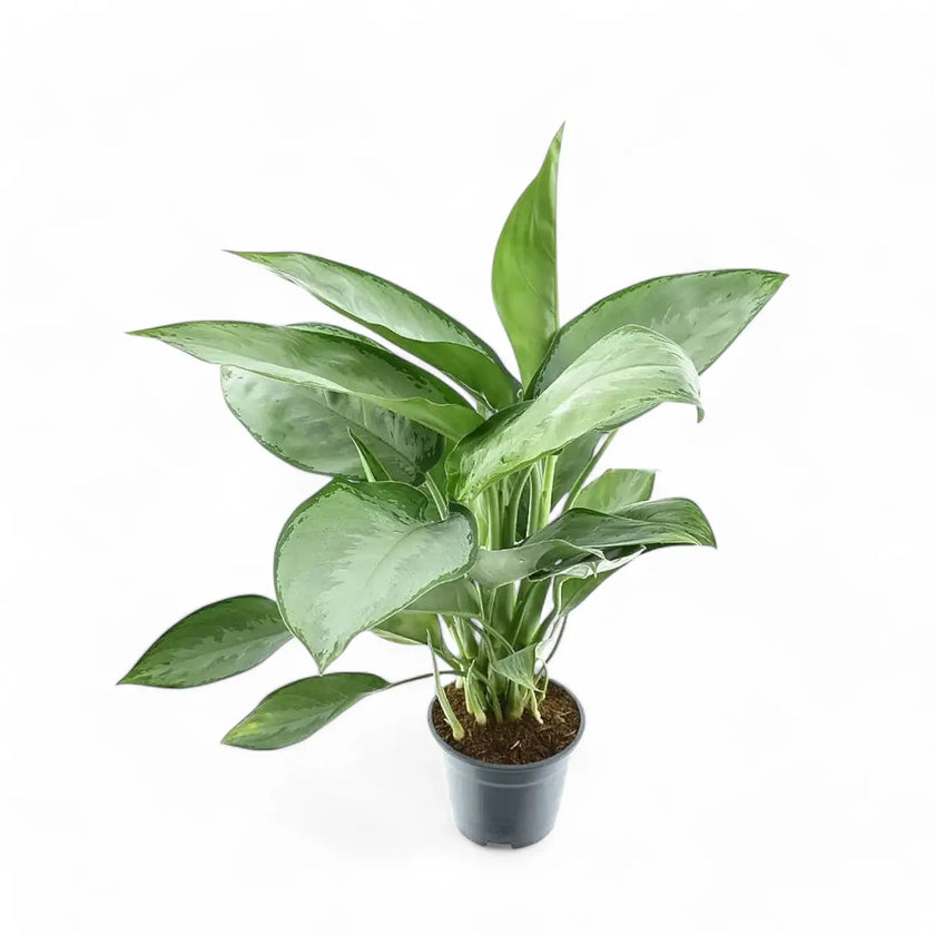 Aglaonema 'Silverado' Zimmerpflanze im Anzuchttopf vor weißem Hintergrund, Produktfoto 2.