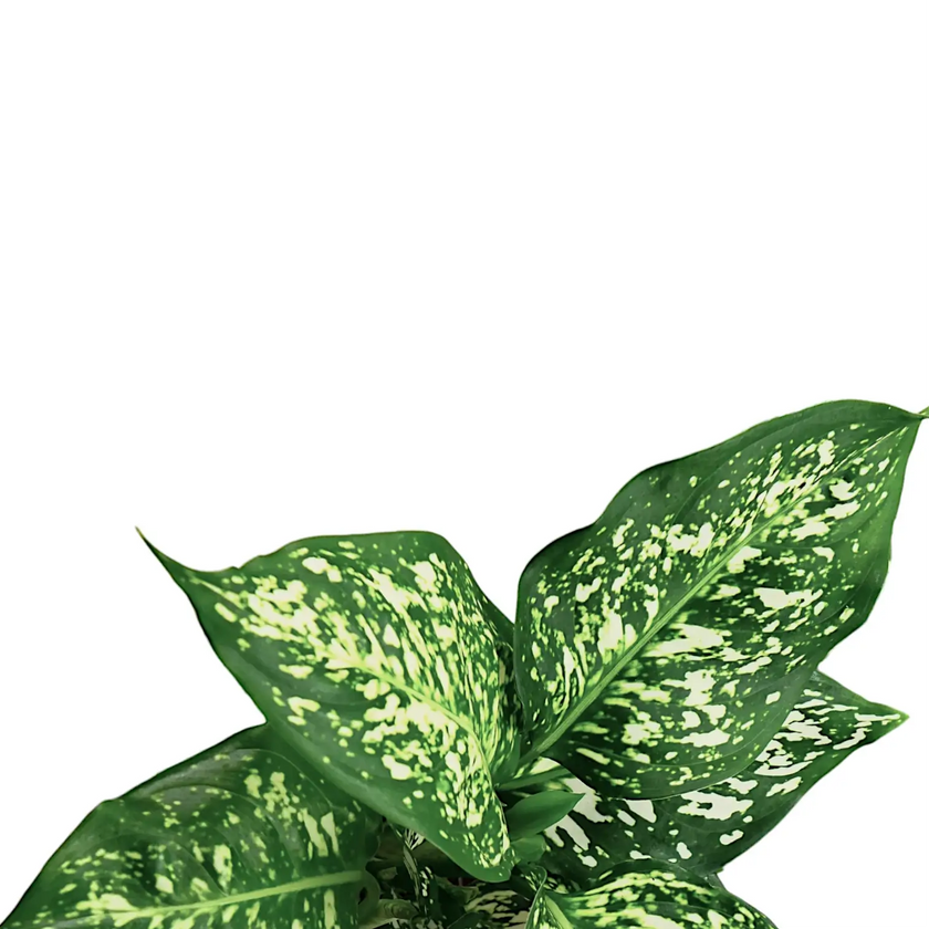 Nahaufnahme eines Blatts von Aglaonema 'Snowflake' vor weißem Hintergrund.