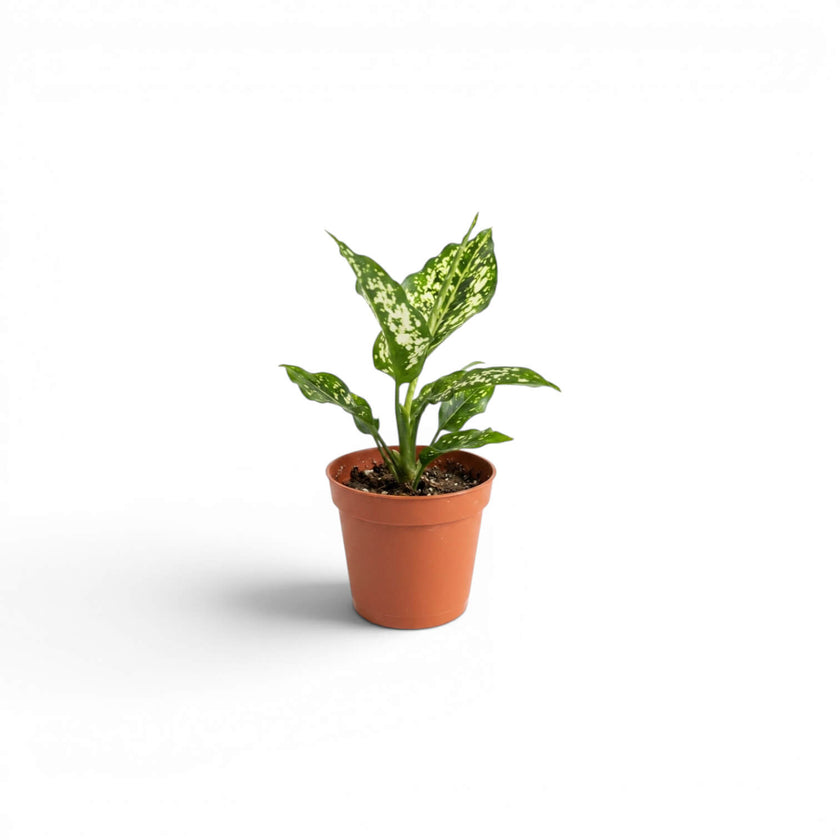 Potted Aglaonema Snowflake baby plant with green and white leaves in a nursery pot on a white background