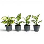 Four Aglaonema Snowflake baby plants with variegated leaves on a white background
