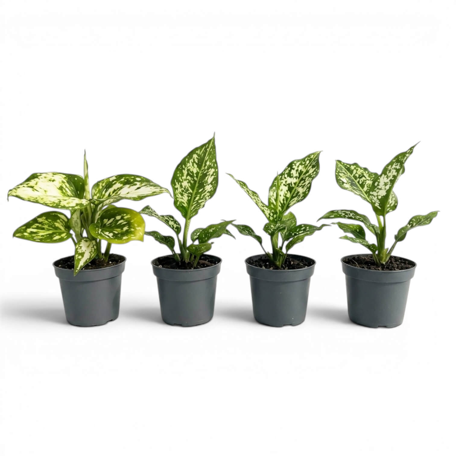 Four Aglaonema Snowflake baby plants with variegated leaves on a white background
