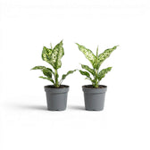 Two Aglaonema Snowflake baby plants with variegated leaves in nursery pots on a white background