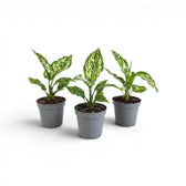 Three Aglaonema Snowflake baby plants with variegated leaves on a white background