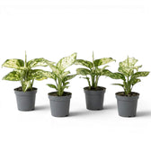 Four specimens of  Aglaonema Snowflake baby plants with variegated leaves on a white background