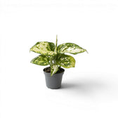 Aglaonema Snowflake baby plant with variegated leaves in a nursery pot  on a white background