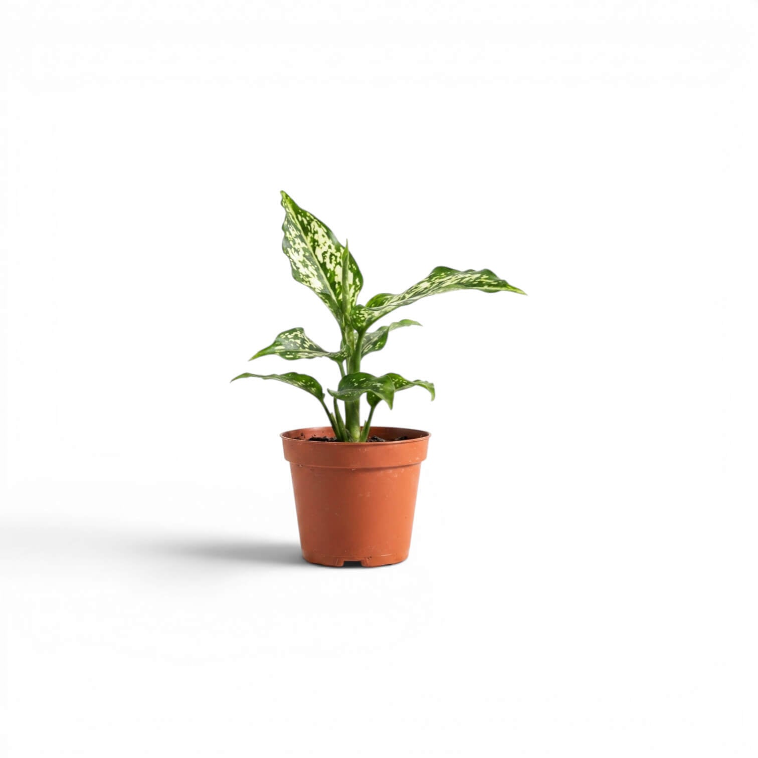 Aglaonema Snowflake baby plant with variegated leaves in a nursery pot  on a white background