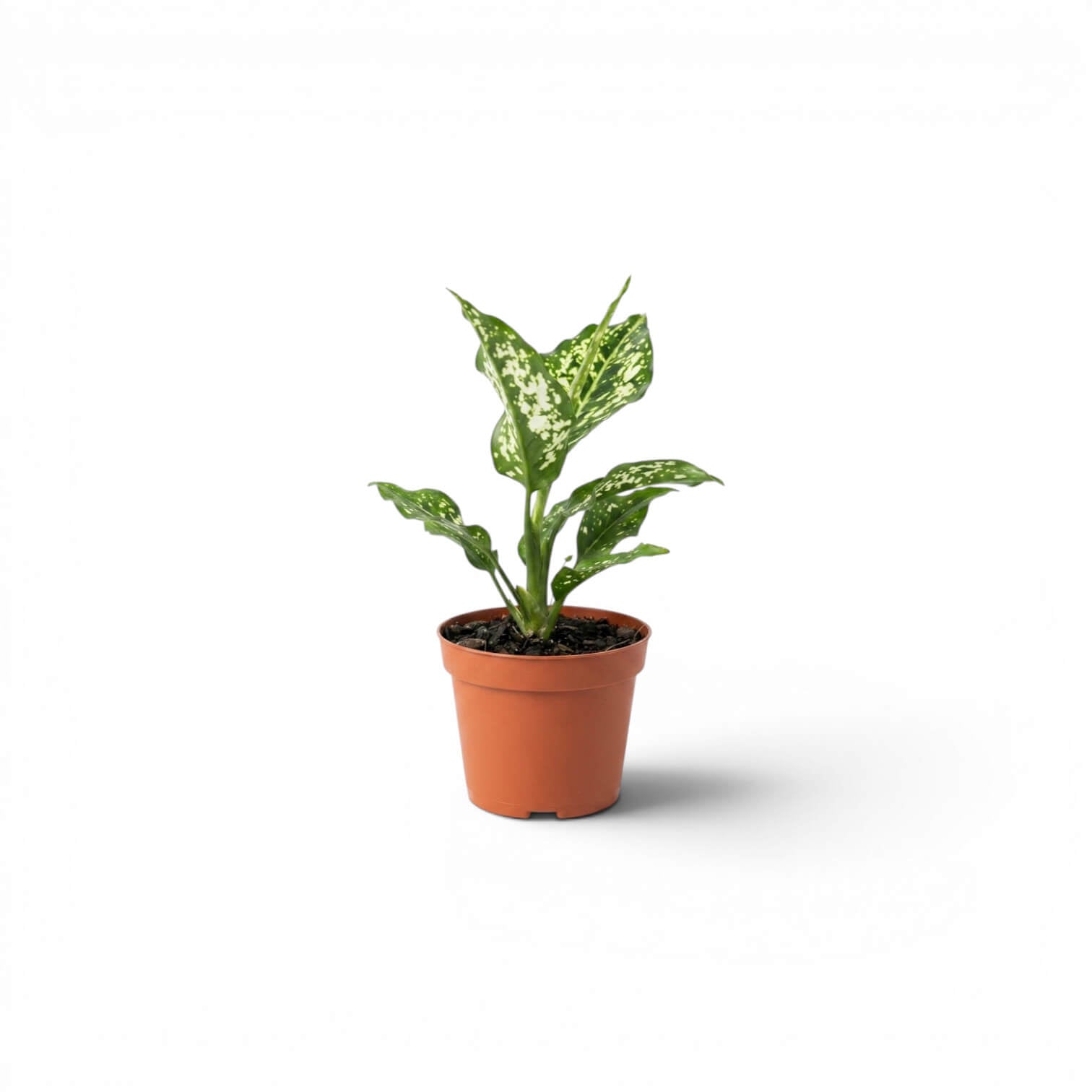 Aglaonema Snowflake baby plant with variegated leaves in a nursery pot  on a white background