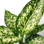 Close-up of green Agaloanema Snowflake foliage with white spots on a plain background