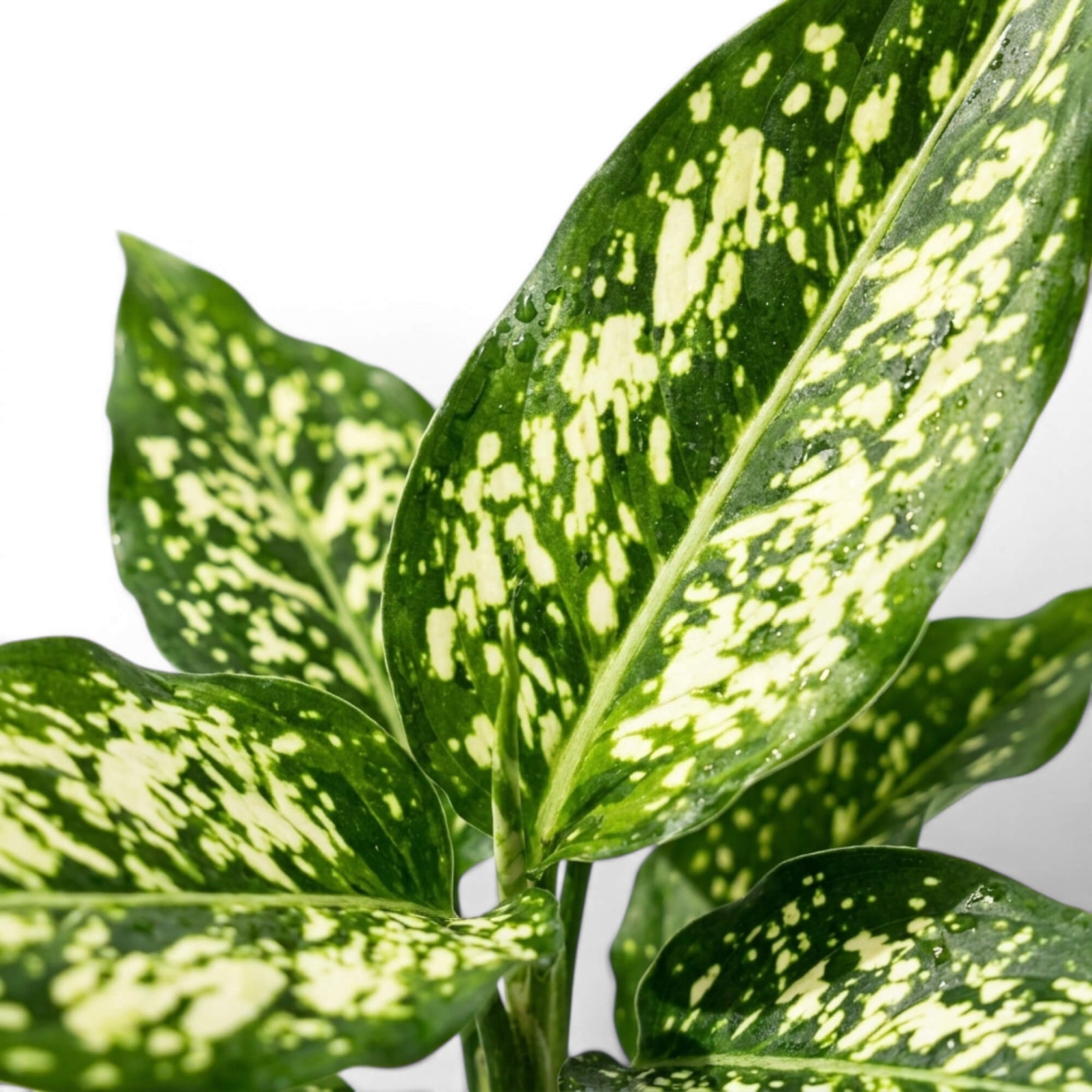 Close-up of green Agaloanema Snowflake foliage with white spots on a plain background