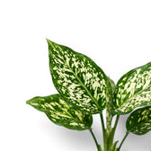 Close-up of green Agaloanema Snowflake foliage with white spots on a plain background