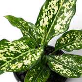 Close-up of green Agaloanema Snowflake foliage with white spots on a plain background