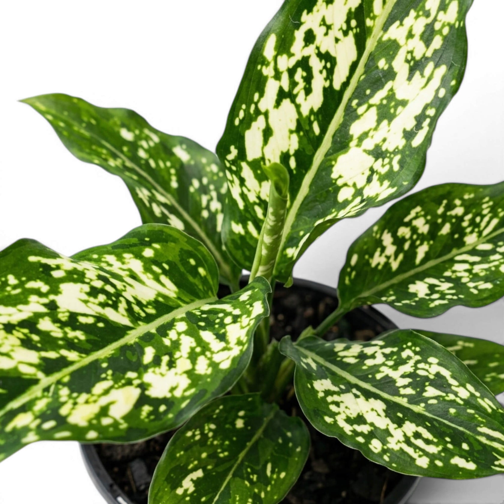 Close-up of green Agaloanema Snowflake foliage with white spots on a plain background