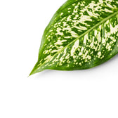 Close-up of green Agaloanema Snowflake foliage with white spots on a plain background