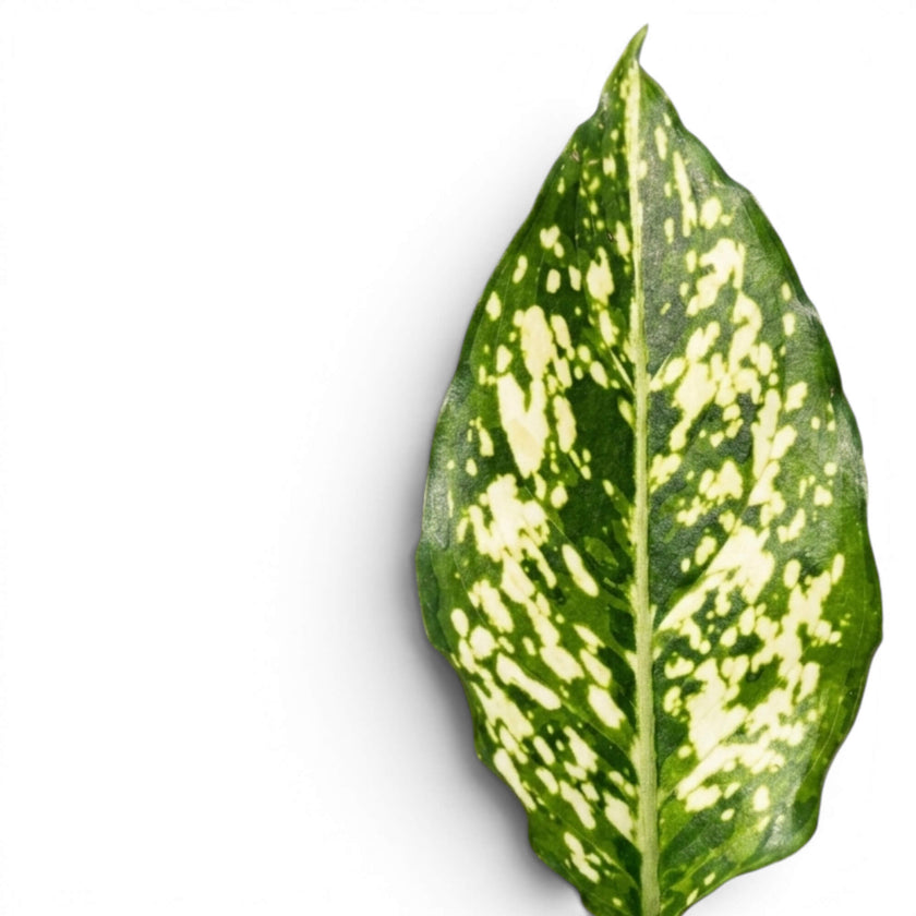 Aglaonema Snoflake green leaf with white spots on a white background