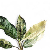 Aglaonema 'Spilt Milk' – Blattdetail vor weißem Hintergrund..