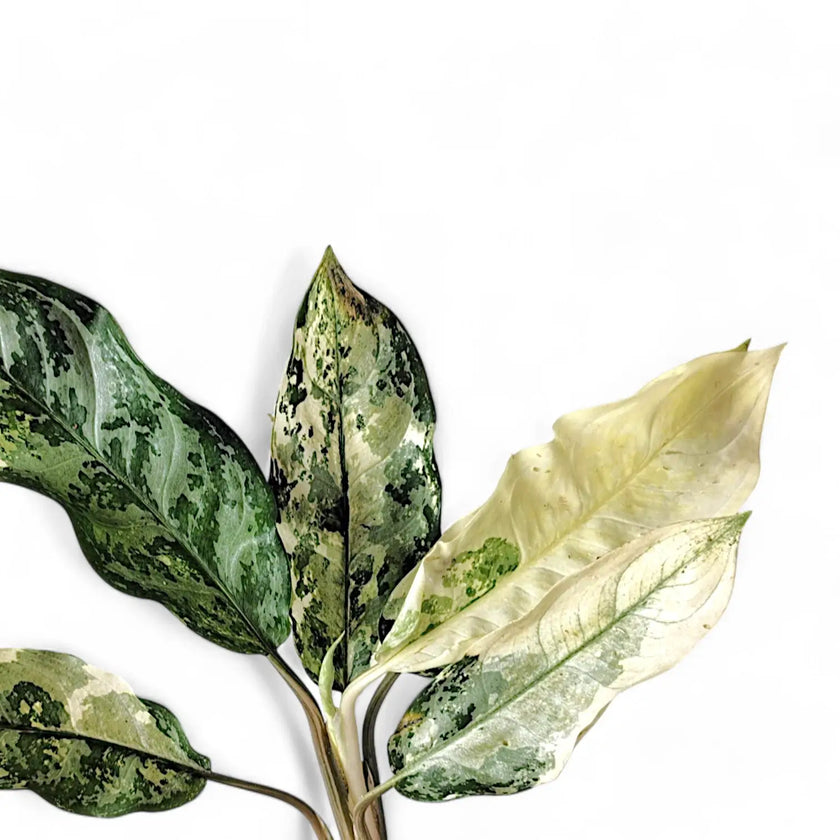 Aglaonema 'Spilt Milk' – Blattdetail vor weißem Hintergrund..