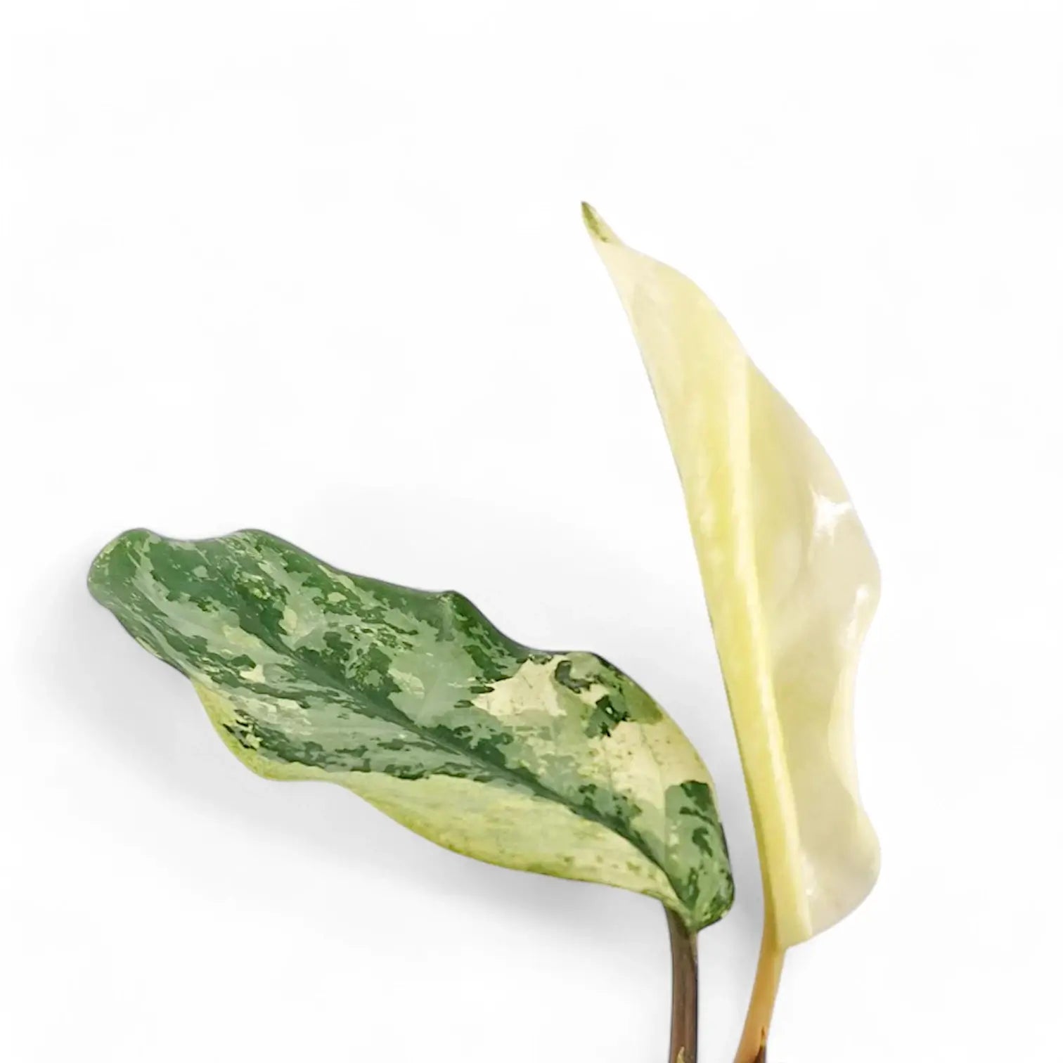Aglaonema 'Spilt Milk' potted plant in nursery pot on white background.