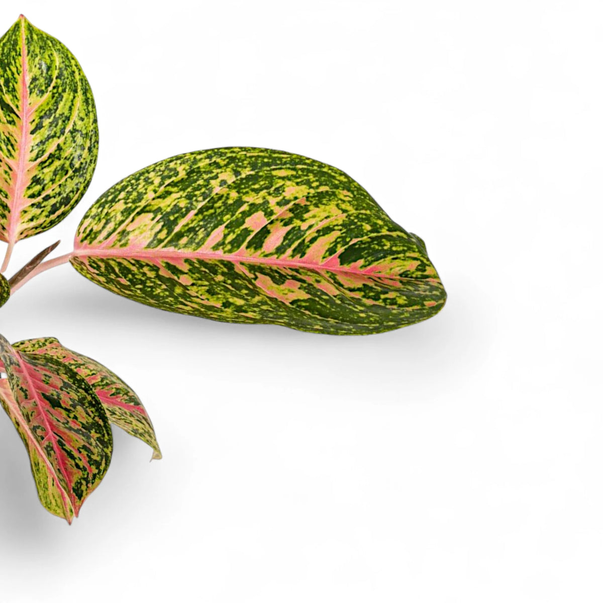 aglaonema red peacock price Aglaonema 'Spring Red'