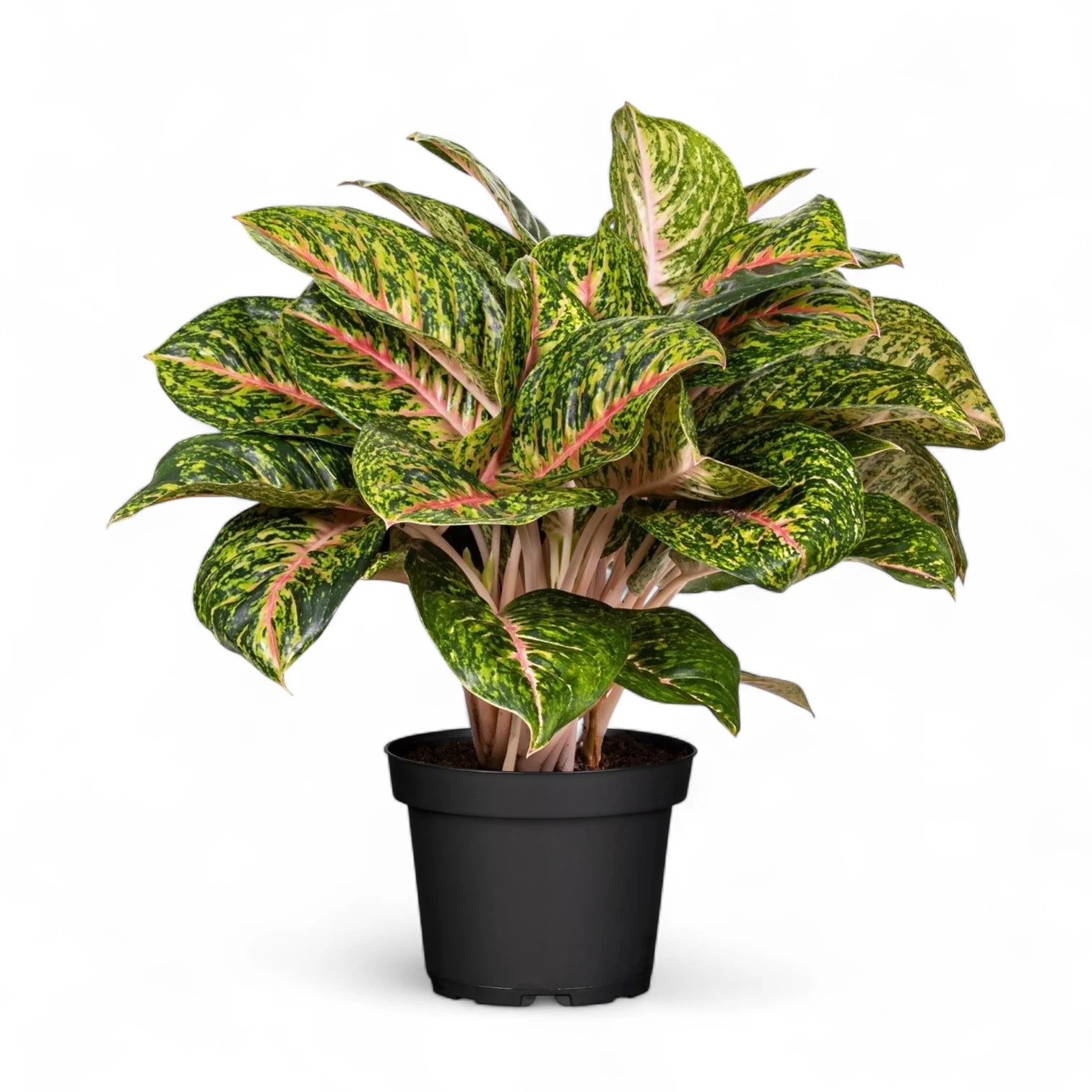 Aglaonema 'Spring Red' potted plant in nursery pot on white background.