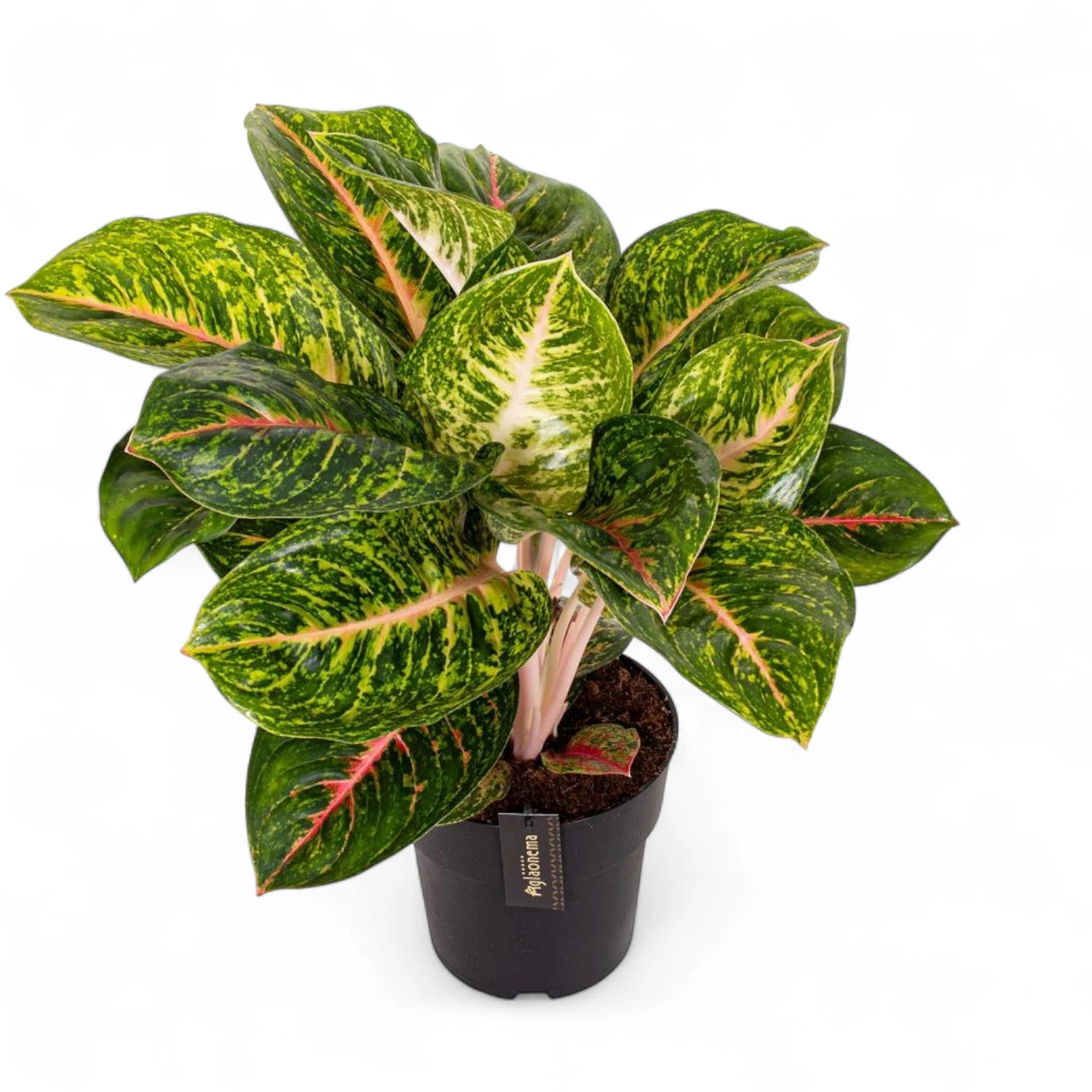 Aglaonema 'Spring Red' potted plant in nursery pot on white background.