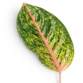 Single Aglaonema ‘Spring Red’ leaf with a coral midrib and fine yellow-green mottling.