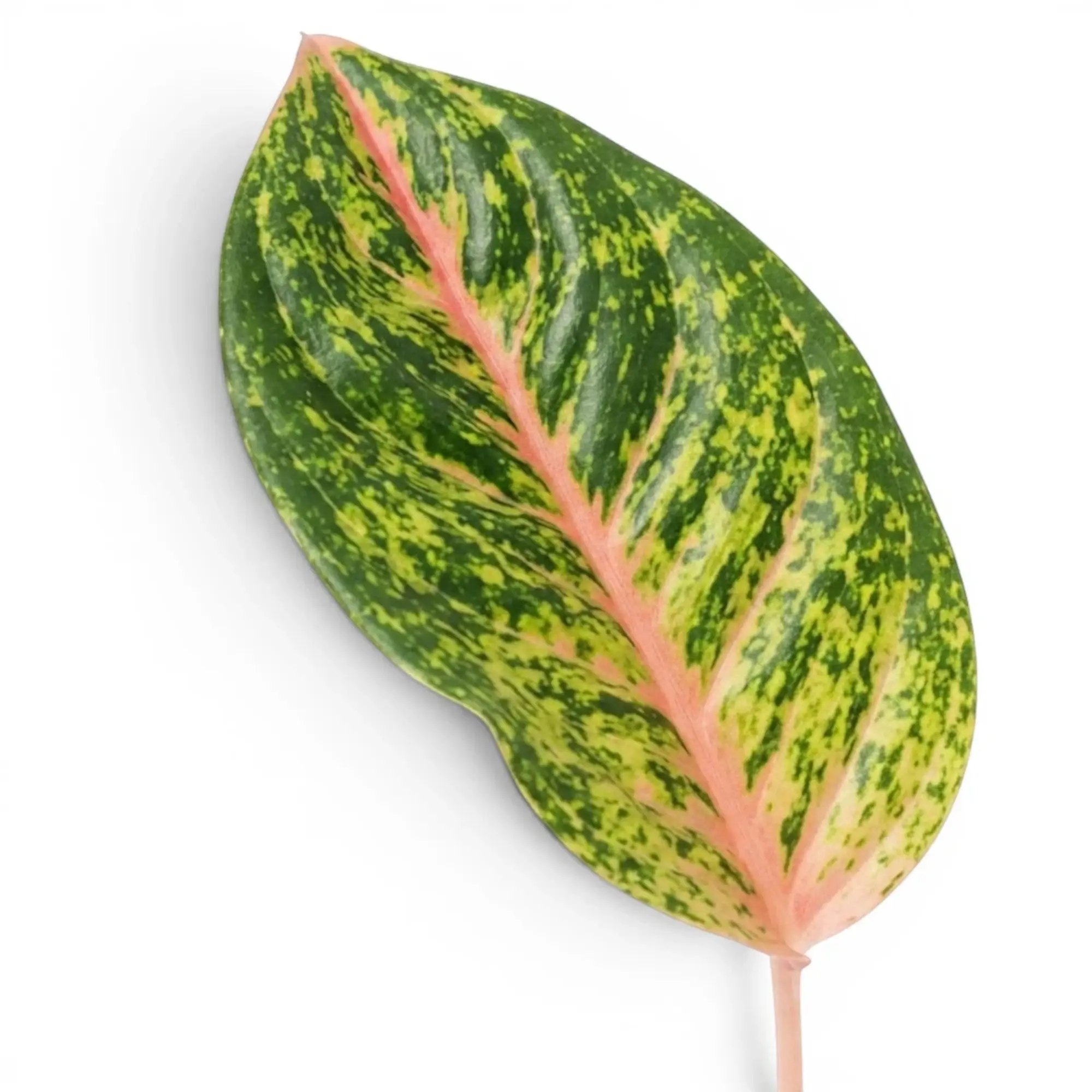 Single Aglaonema ‘Spring Red’ leaf with a coral midrib and fine yellow-green mottling.