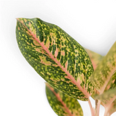 Aglaonema ‘Spring Red’ leaf detail showing a pink midrib and irregular yellow markings.