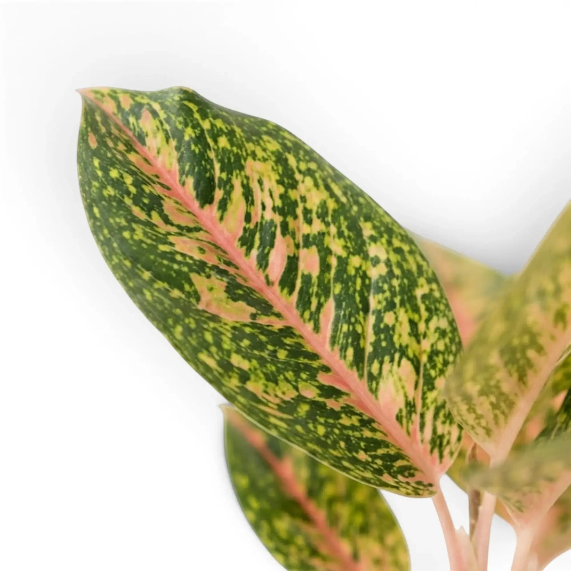 Aglaonema ‘Spring Red’ leaf detail showing a pink midrib and irregular yellow markings.