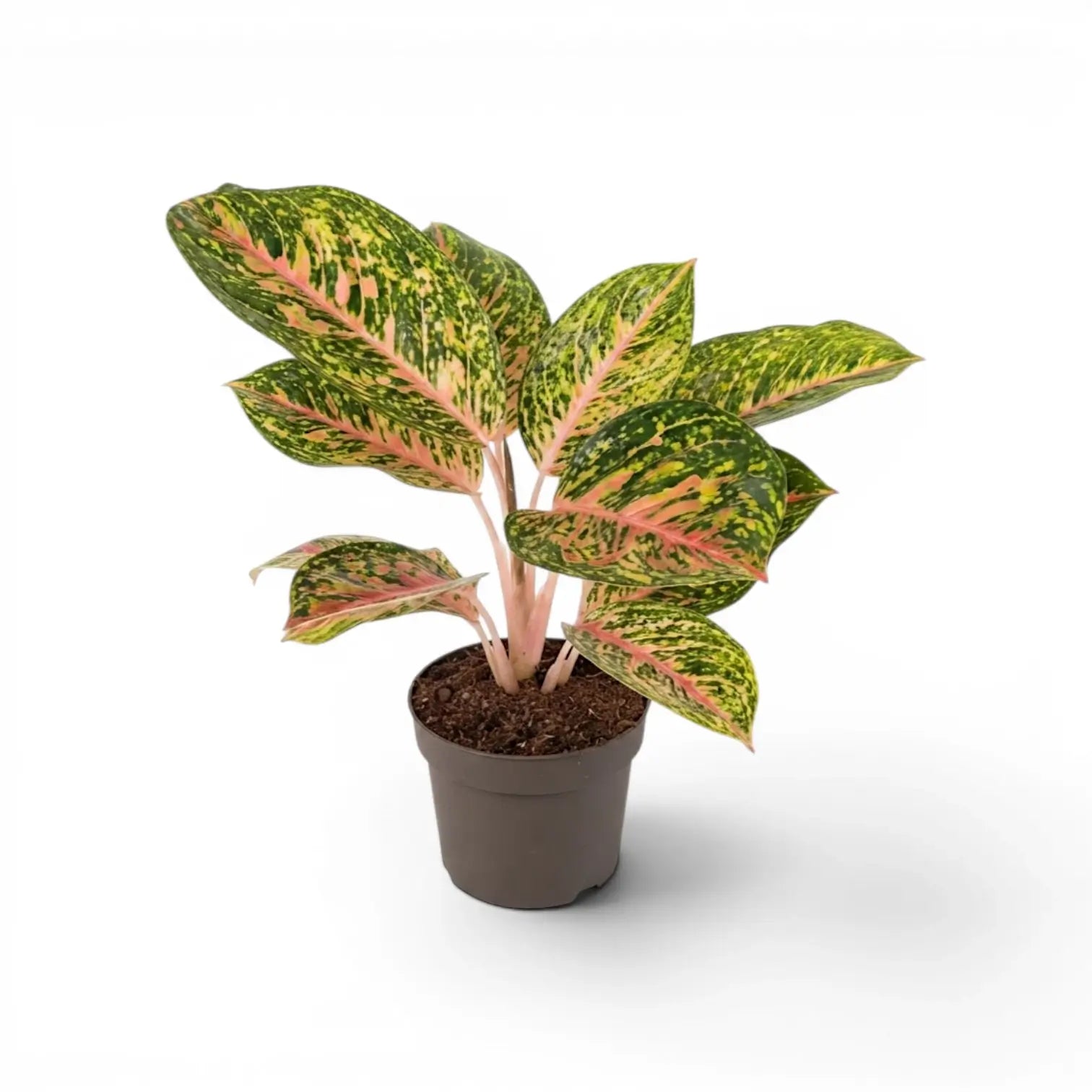 Aglaonema ‘Spring Red’ with coral-veined green leaves and pale speckling in a grey nursery pot.