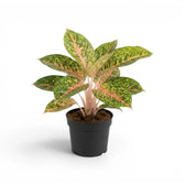 Aglaonema ‘Spring Red’ plant with a broad crown of pink-veined, mottled leaves in a black nursery pot.