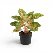 Aglaonema ‘Spring Red’ plant with a broad crown of pink-veined, mottled leaves in a black nursery pot.