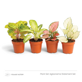 Aglaonema Statement Set with four colourful patterned plants lined up in nursery pots