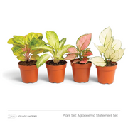 Aglaonema Statement Set with four colourful patterned plants lined up in nursery pots