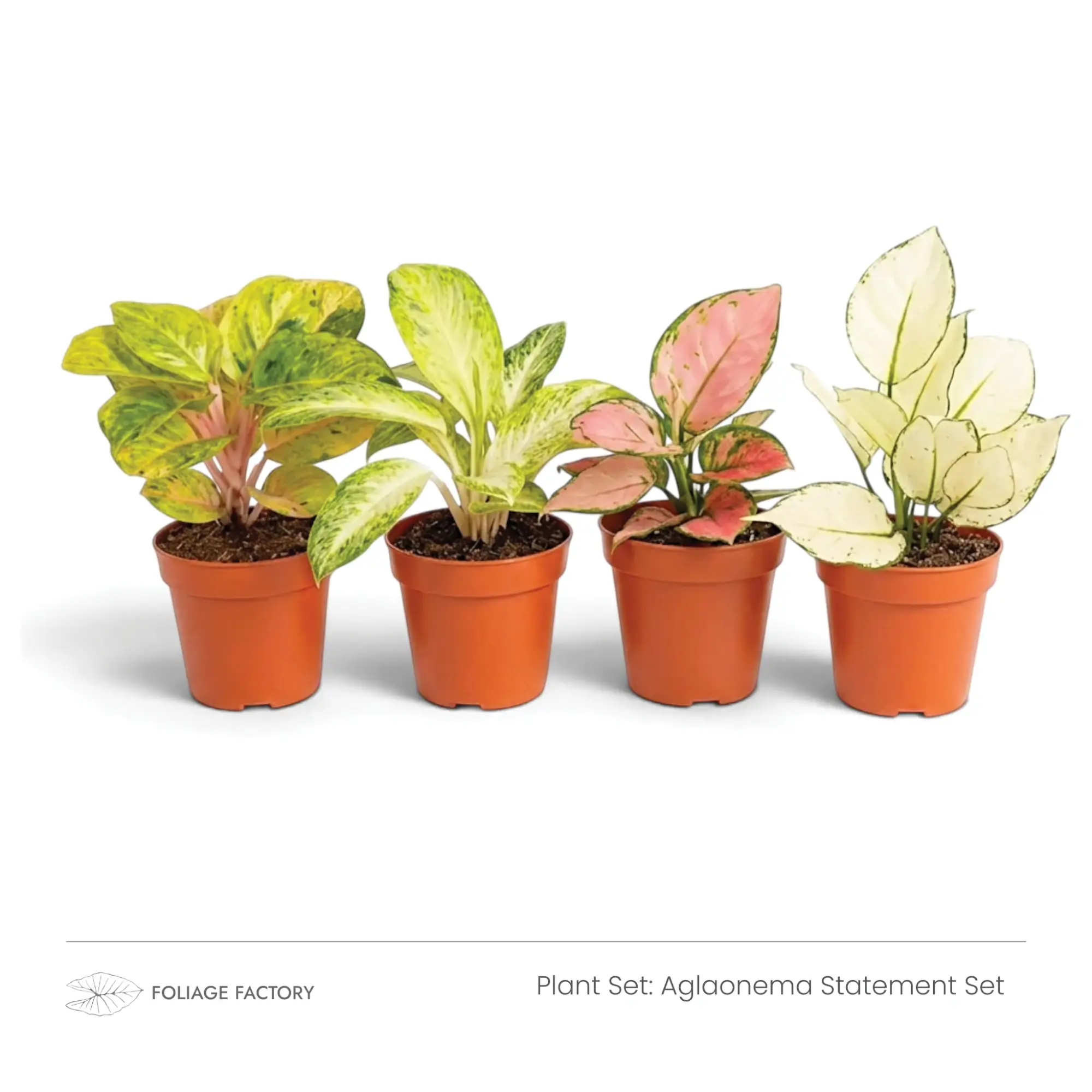 Aglaonema Statement Set with four colourful patterned plants lined up in nursery pots